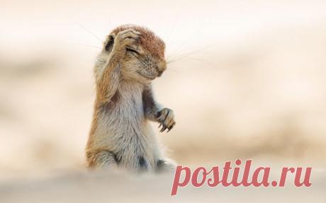 Названы победители конкурса на самую смешную фотографию животных