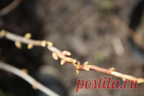 Подкормка плодовых деревьев весной - Садоводка