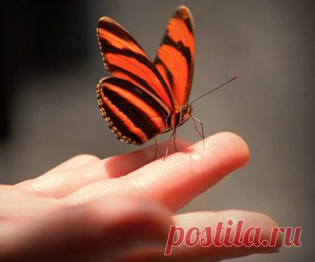 Почему бабочка садится на человека? Народные приметы про бабочек. Бабочка села на человека: примета расскажет о предстоящих переменах 100% Народные приметы Порхающий мотылек символизирует приятные события или хорошие изменения в жизни. Но если примета плохая и вы не хотите, чтобы она сбылась, тогда необходимо