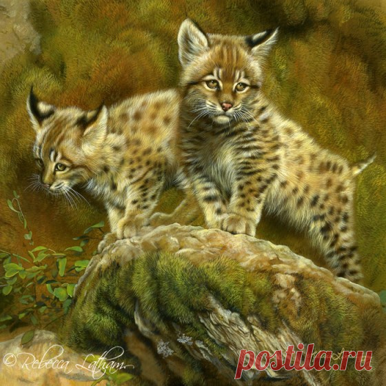 Две маленькие рыси завершены | Картины дикой природы и природы Ребекки Лэтэм