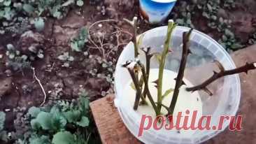 Ленивый способ черенкования роз большими партиями осенью
