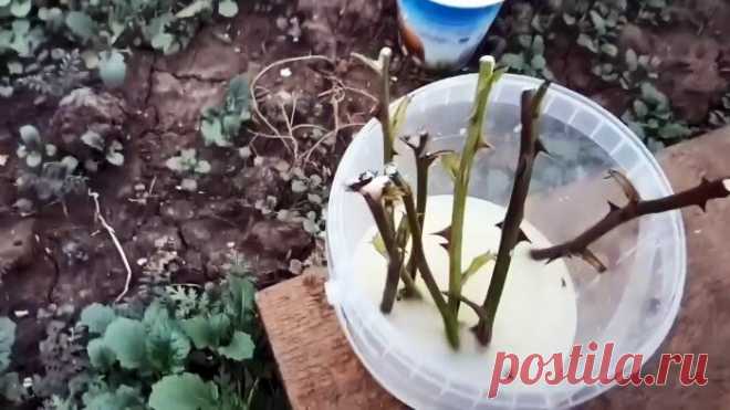 Ленивый способ черенкования роз большими партиями осенью