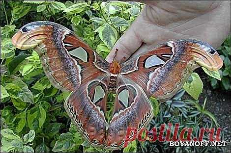 Вы видели самую большую бабочку?