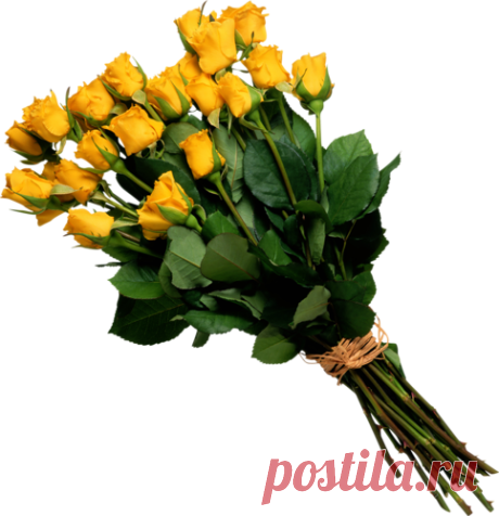 Желтые розы PNG
