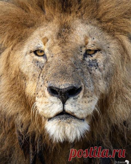 Смешная дикая природа