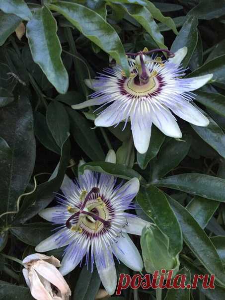 Из моих путешествий в Грецию. как цветёт Маракуйя, или пассифлора съедобная (Passiflora edulis), – растение из рода Пассифлора (Страстоцвет). Оказалась , что это знаю не только Я . И когда я пришла за зрелыми плодиками , через денёк другой их уже след простыл !!!