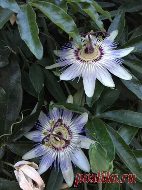 Из моих путешествий в Грецию. как цветёт Маракуйя, или пассифлора съедобная (Passiflora edulis), – растение из рода Пассифлора (Страстоцвет). Оказалась , что это знаю не только Я . И когда я пришла за зрелыми плодиками , через денёк другой их уже след простыл !!!