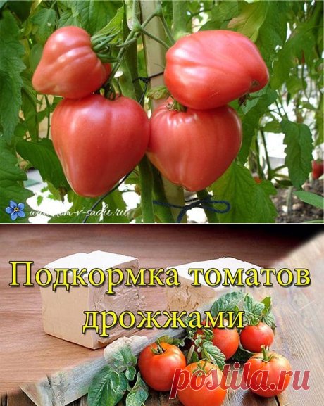 Буйный рост помидоров обеспечен, если их полить этой подкормкой!