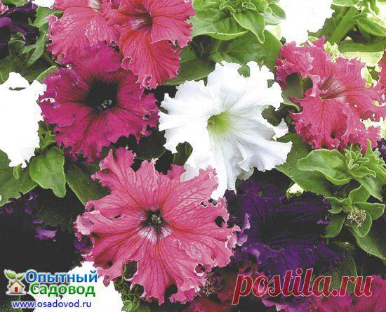 ЧТО ТАКОЕ ФРИЛЛИНТУРИЯ И КАК ЕЕ ВЫРАЩИВАТЬ?