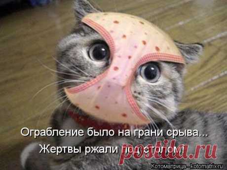 смешные животные - Поиск в Google