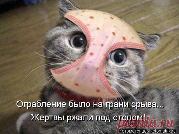 смешные животные - Поиск в Google
