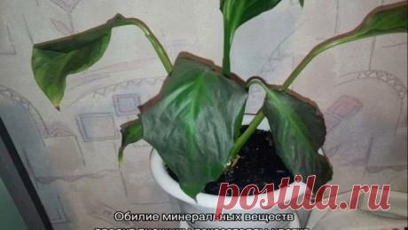 Спатифиллум — чернеют листья по краям, что делать Спатифиллум — чернеют листья по краям, что делать На цветке спатифиллум чернеют листья по краям: что делать, как спасти растение. Основные причины, почему у цветка «женское счастье» желтеют и темнеют только кончики листьев либо чернеет лист целиком. Профилактические меры появления почернения. Источн