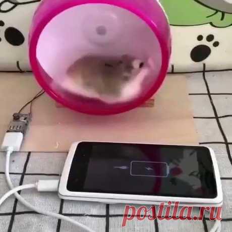ну очень полезный зверёк.