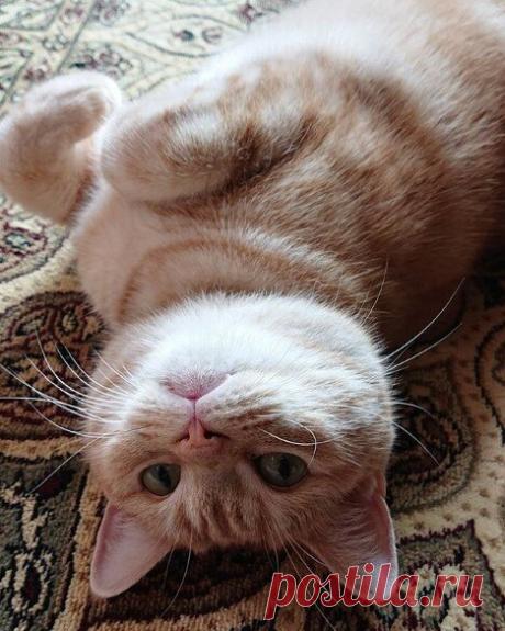 Забавные фото котов для хорошего настроения | Мечтательная кошка | Яндекс Дзен