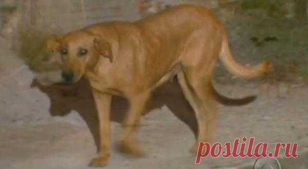 Собака, у которой душа больше, чем у миллионов людей
