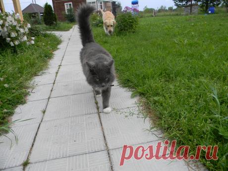 на утреннюю прогулку