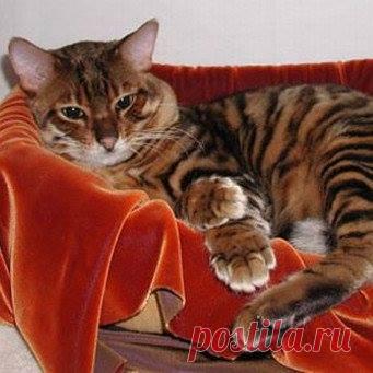 Кошкин Дом -  Тойгер - игрушечный тигр