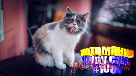 Вам нравится смотреть приколы с котами? Тогда мы уверены, Вам понравится наше видео 😍. Также на котомании Вас ждут: видео кот,видео кота,видео коте,видео котов,видео кошек,видео кошка,видео кошки,видео о котах, видео о смешных кошках, видео смешное о кошках, и кошки, котики мило, кошка видео смешные, кошки и собаки видео, приколы о кошек, про котов, про смешно кошек, смешное котики, смешные видео про кошек, смешные коты