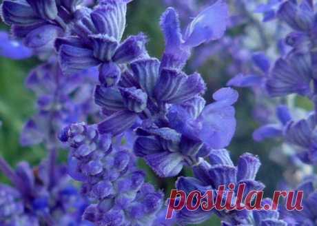 Как снять отёки без лекарств:Herb-Еco
Благодаря тому, что в состав листьев шалфея входят парадафенол, уваол, олеановая и урсоловая кислота, алкалоиды, дубильные вещества и эфирное масло - его можно применять не только как диуретик, но и как ранозаживляющее, вяжущее, отхаркивающее, кровоостанавливающее, спазмолитическое, седативное, дезинфицирующее и противовоспалительное средство.