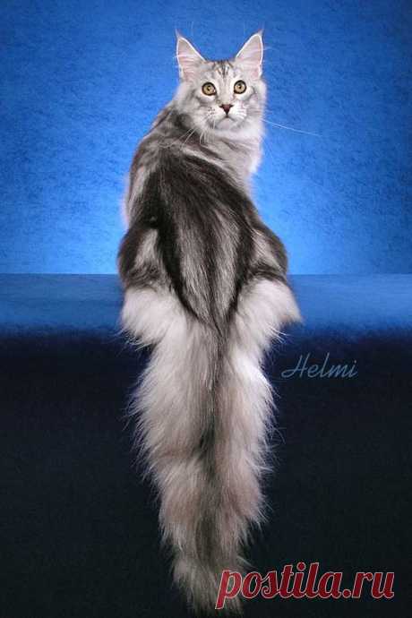 Maine Coon Cat.  |  Pinterest: инструмент для поиска и хранения интересных идей