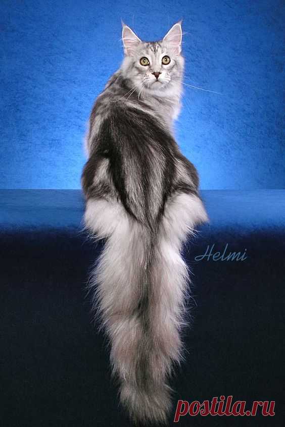 Maine Coon Cat.  |  Pinterest: инструмент для поиска и хранения интересных идей