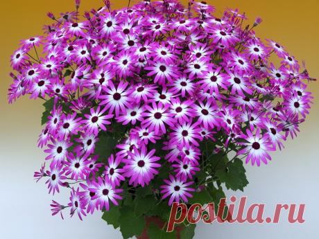 Цинерария - потрясающе красивый цветок!
Продолжаем тему о Крестовниках Сенецио - крестовники.
Самый потрясающе красивый цветок ЦИНЕРАРИЯ!! Зять подарил на 8 марта, все были в восторге, особенно я. Полезла в тырнет искать информацию. Делюс…