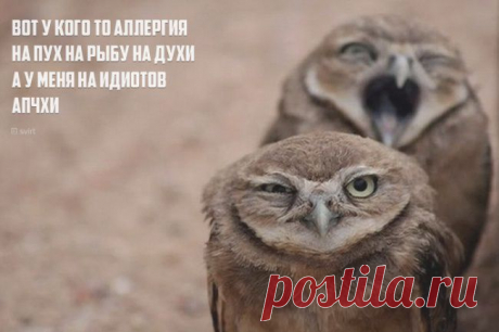 «Порошки» в картинках