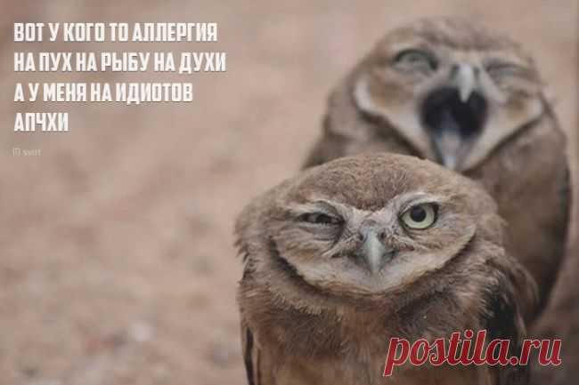 «Порошки» в картинках