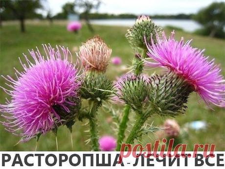 РАСТОРОПША - ЛЕЧИТ ВСЕ !