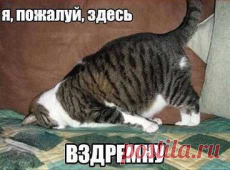Шедевры своими руками. Добавлена фотография в альбом Забавные зверюшки