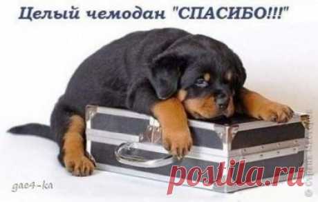 Всем девочкам огромное спасибо! / Болталка / Поздравления