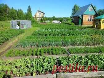 ПАМЯТКА  ОГОРОДНИКА
Лук:
- Перед посадкой: 1 ст.ложка соли на 1 литр воды залить на 3 часа.
- После соли: темный раствор марганцовки на 2 часа. Обязательно промыть.
- От луковой мухи: 1. Появился первый листочек 1) Проливаем водой. 2) Полив 2 ст.ложки нашатырный спирт на ведро воды (3 лейки на 6п.м.грядки) 3) Проливаем водой. 2. Через 10-14 дней. По той же схеме полив 1ст.ложка соли на 1 литр воды 3. Через 10 дней. По той же схеме полив крепким р-ром марганцовки.
— Подкормки: Любит дрожжевой н
