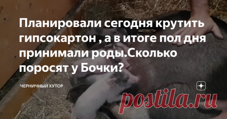 Планировали сегодня крутить гипсокартон , а в итоге пол дня принимали роды.Сколько поросят у Бочки?