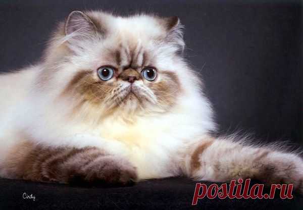 Гималайская кошка
