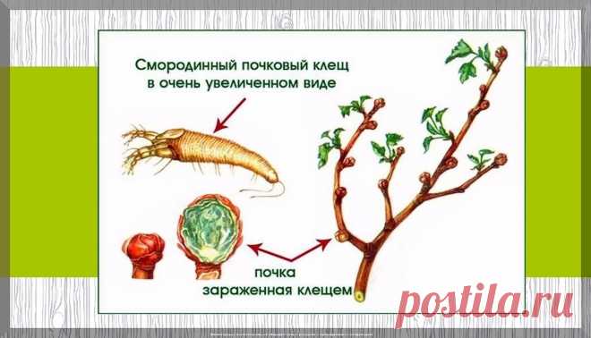Как вырастить сад мечты: работы в плодовом сада в вопросах и ответах. Часть 2 | Дачные истории | Дзен