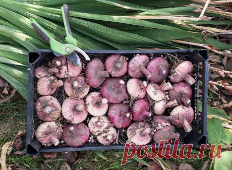 Как хранить луковицы гладиолусов | Лайфхаки и полезные советы | Яндекс Дзен