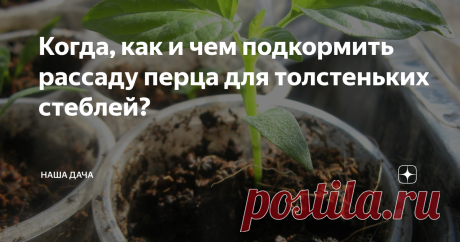 Когда, как и чем подкормить рассаду перца для толстеньких стеблей? три подкормки для рассады перца