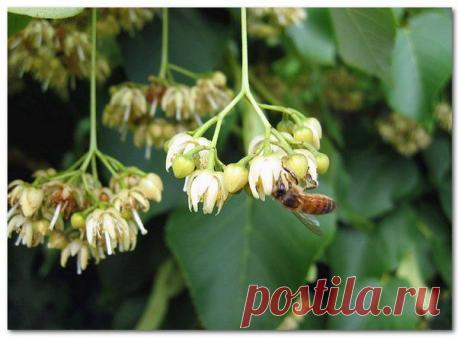 ЛИПА ДЛЯ ЗДОРО / Популярная медицина