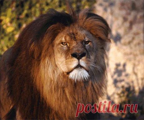 Фото Без названия. Альбом ЦАРЬ ЗВЕРЕЙ - 50 фото. Фотографии ⊰✿⊱ ОЛЬГА ⊰✿⊱.