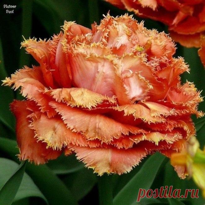 h-1443.jpg (700×700)