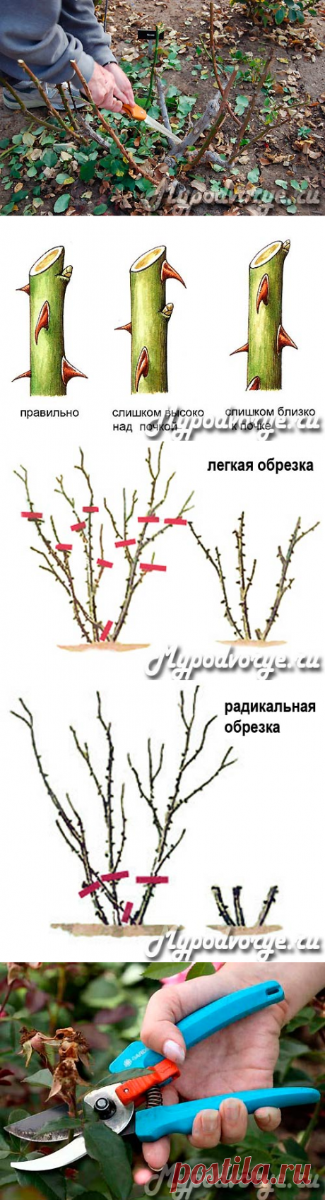 Когда обрезать розы осенью - сроки, способы | Мое подворье