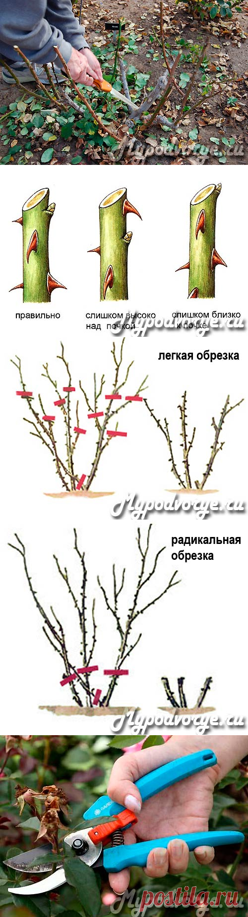 Когда обрезать розы осенью - сроки, способы | Мое подворье