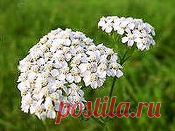 Убираем жир с кожи | Друг пенсионера
О том, что у меня жирная кожа, я уз­нала в подростковом возрасте. Тогда на лбу у меня появилась россыпь прыщиков и черных точек, которые держались очень упорно и исчезать не собирались.