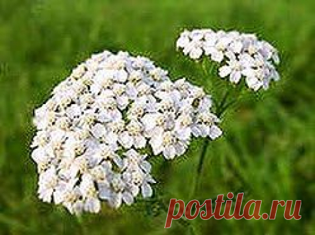 Убираем жир с кожи | Друг пенсионера
О том, что у меня жирная кожа, я узнала в подростковом возрасте. Тогда на лбу у меня появилась россыпь прыщиков и черных точек, которые держались очень упорно и исчезать не собирались.