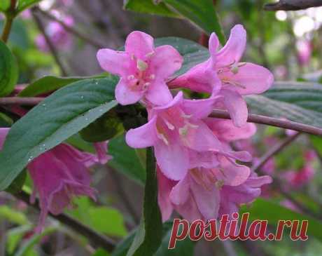 Сорта вейгелы для средней полосы России - Свое хозяйство * - Сборник - Познавательный Интернет-журнал "Умеха - мир самоделок"