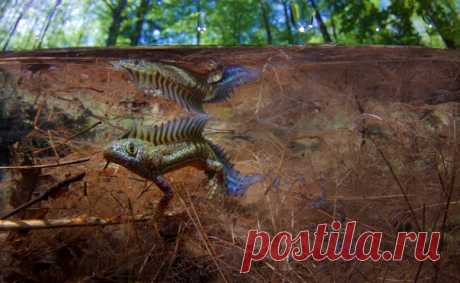 Краснокнижный малоазиатский тритон в брачном наряде. Фотограф – Егор Никифоров: nat-geo.ru/community/user/35887/