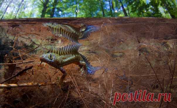 Краснокнижный малоазиатский тритон в брачном наряде. Фотограф – Егор Никифоров: nat-geo.ru/community/user/35887/