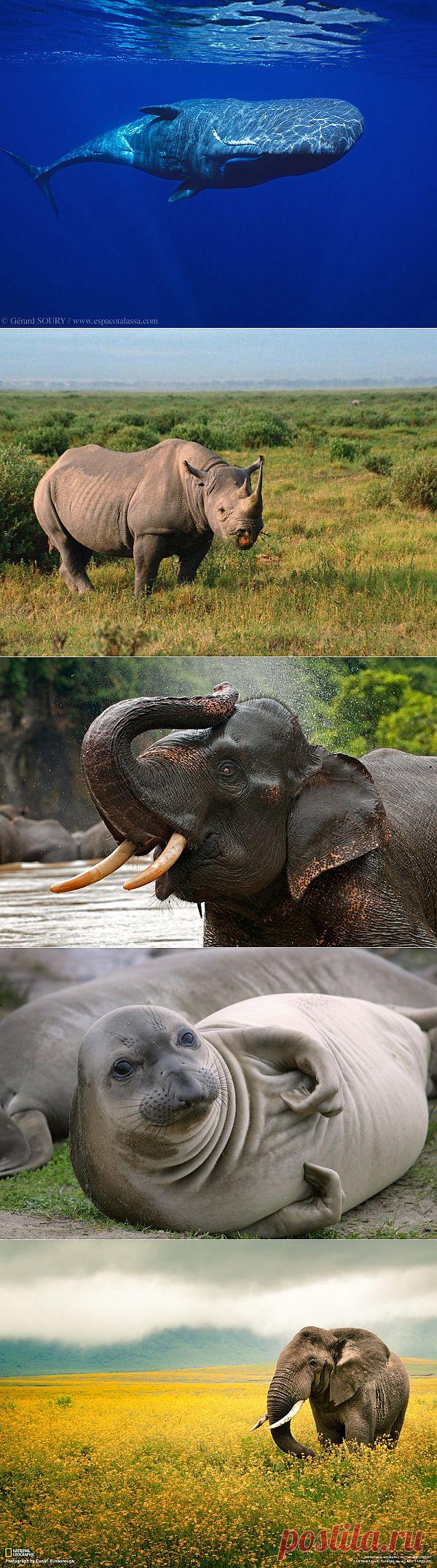 ����� ������� �������� ������� ����, ����� ������� �������� ����� � ����, ��� 10 ���� ����� ������� �������� �����, ����� �������� ����� �������? ������ �������САМЫЕ БОЛЬШИЕ ЖИВОТНЫЕ