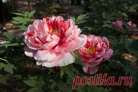 Мифы и легенды о цветах: Пион ~ Planetalsad