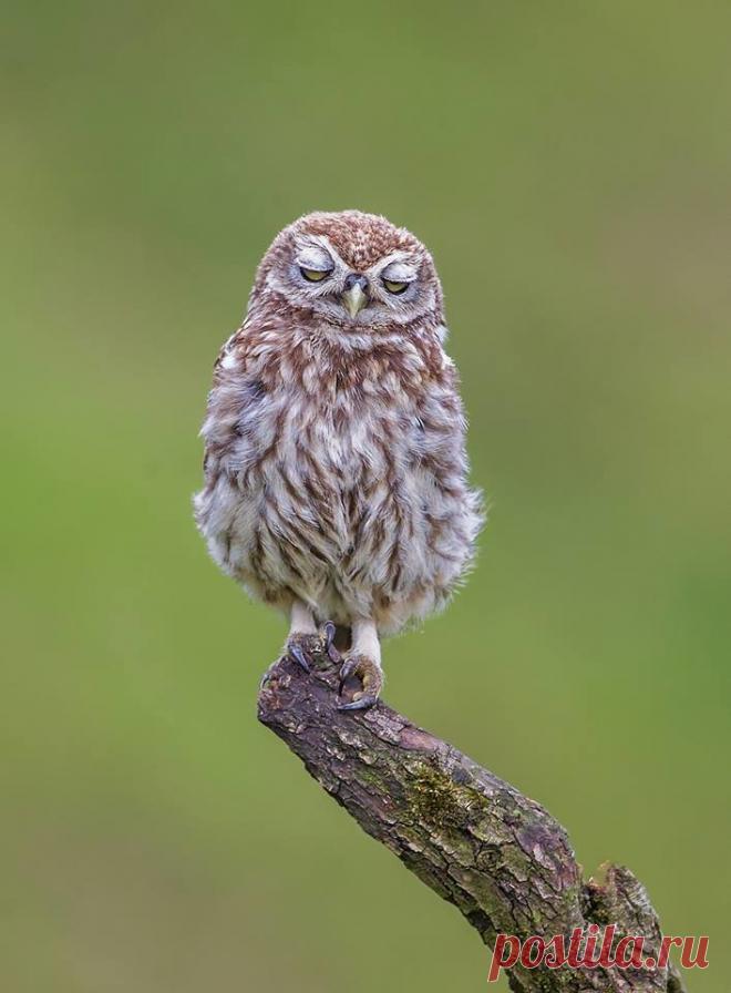 Без них в мире было бы грустно